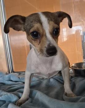 Pen 217 Barquana -  Chihuahua Dog for Adoption in Lawrenceville, Georgia - Pen 217 Barquana | PetCurious