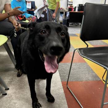 Archi -  Mixed Breed Dog for Adoption in Philadelphia, Pennsylvania - Archi | PetCurious