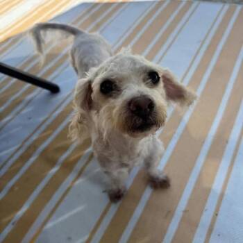 Waffle *Arriving 10/10* -  Poodle and Schnauzer Dog for Adoption - Waffle *Arriving 10/10* | PetCurious