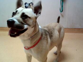 Pit Bull Terrier and Mixed Breed Dogs Available for Adoption - TAMAR | PetCurious