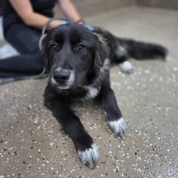 Anatolian Shepherd and Border Collie Dogs Available for Adoption in Incline Village, Nevada - Sweetie | PetCurious