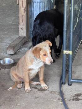 Sooty -  Mixed Breed Dog for Adoption in Hortense, Georgia - Sooty | PetCurious