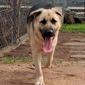 Shepherd Dogs Available for Adoption - Hansel | PetCurious