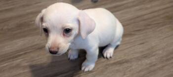 Sally Chi -  Chihuahua Dog for Adoption in Gillsville, Georgia - Sally Chi | PetCurious