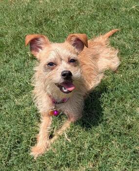 Gigi A219373 -  Yorkshire Terrier and Miniature Schnauzer Dog for Adoption in Plano, Texas - Gigi A219373 | PetCurious