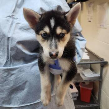 Carmela -  Husky Dog for Adoption in Charlottesville, Virginia - Carmela | PetCurious