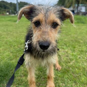 Yorkshire Terrier and Miniature Schnauzer Dogs Available for Adoption in New York, New York - FRUIT LOOPS “Fruit Loops: One Bark, Many Flavors.” The Cereal Li | PetCurious
