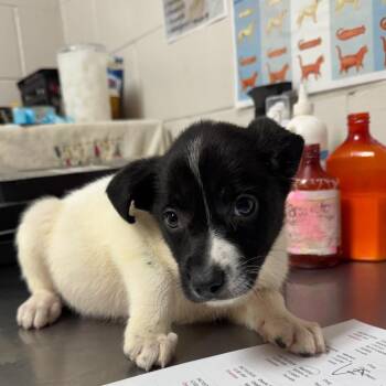 Terrier Dogs Available for Adoption in Birmingham, Alabama - Sneezy | PetCurious