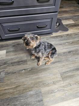 Ernie -  Yorkshire Terrier Dog Available for Adoption in Woodsfield, Ohio - Ernie | PetCurious