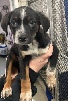 Labrador Retriever Dogs Available for Adoption - Flipp 10 Weeks Ava 1/28 | PetCurious