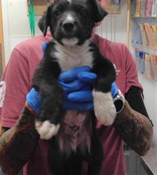 MONDAY -  German Shepherd Dog and Mixed Breed Dog for Adoption in Albuquerque, New Mexico - MONDAY | PetCurious