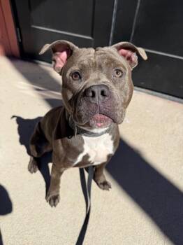 Johnson -  Mixed Breed Dog for Adoption in Cincinnati, Ohio - Johnson | PetCurious