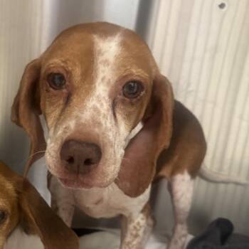 Sunny (Dallas) -  Beagle Dog for Adoption in Houston, Texas - Sunny (Dallas) | PetCurious