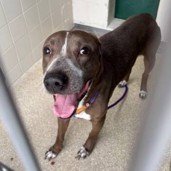 Charlie -  Pit Bull Terrier and Labrador Retriever Dog for Adoption in Reno, Nevada - Charlie | PetCurious