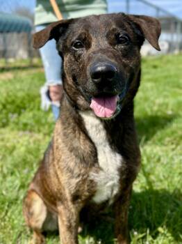 Mixed Breed and German Shepherd Dog Dogs Available for Adoption - Rusty | PetCurious