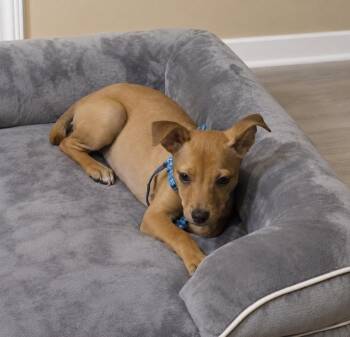Bee -  Terrier Dog for Adoption in Colorado Springs, Colorado - Bee | PetCurious