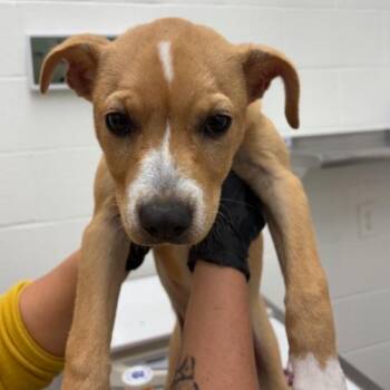 Pit Bull Terrier and Mixed Breed Dogs Available for Adoption in Corpus Christi, Texas - Lisabug | PetCurious