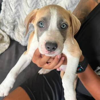 Ravioli -  Mixed Breed Dog for Adoption in Yaphank, New York - Ravioli | PetCurious