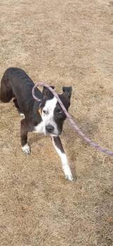 Dice -  Labrador Retriever Dog Available for Adoption in Vaudreuil-dorion, Quebec - Dice | PetCurious