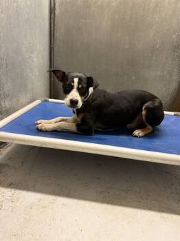 A432075 -  Pit Bull Terrier and Mixed Breed Dog for Adoption in Conroe, Texas - A432075 | PetCurious