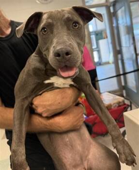 GUMDROP -  Pit Bull Terrier Dog for Adoption in Oklahoma City, Oklahoma - GUMDROP | PetCurious
