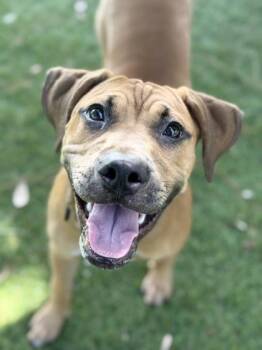 Danny - 1 -  Pit Bull Terrier and Mixed Breed Dog for Adoption in Daytona Beach, Florida - Danny - 1 | PetCurious