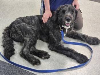 Standard Poodle and Mixed Breed Dogs Available for Adoption in Roseville, California - Fluffadoodle | PetCurious