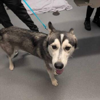 Arlo -  Mixed Breed Dog for Adoption in Canal Winchester, Ohio - Arlo | PetCurious