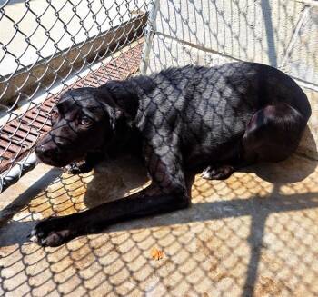 COCO -  Labrador Retriever and Beagle Dog for Adoption in Easton, Maryland - COCO | PetCurious