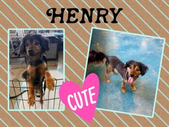 Henry -  Mixed Breed Dog for Adoption in Monticello, Indiana - Henry | PetCurious