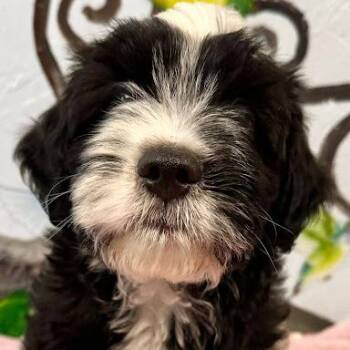 Harvey -  Sheep Dog and Poodle Dog for Adoption in Hattiesburg, Mississippi - Harvey | PetCurious