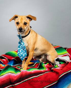 Corky -  Chihuahua Dog Available for Adoption in Plano, Texas - Corky | PetCurious
