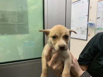 Siberian Husky and Mixed Breed Dogs Available for Adoption in Grand Prairie, Texas - BART | PetCurious
