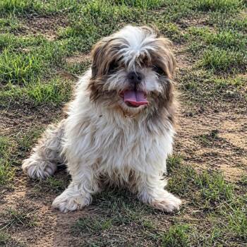 Winter -  Shih Tzu Dog for Adoption in Pelham, New Hampshire - Winter | PetCurious