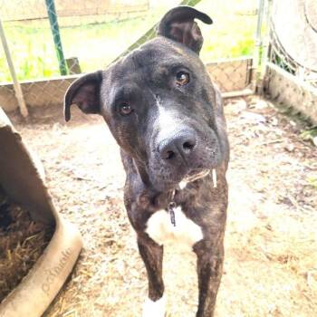 Mann Uber Gentle and Quiet Soul. Ask for his Video it tells his  -  American Bully Dog for Adoption in Charlottesville, Virginia - Mann Uber Gentle And Quiet Soul. Ask For His Video It Tells His  | PetCurious
