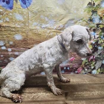 Havanese Dogs Available for Adoption in Normal, Illinois - Buttercup | PetCurious