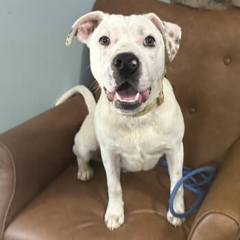 Meshach -  Mixed Breed and American Bulldog Dog for Adoption in Sequatchie, Tennessee - Meshach | PetCurious