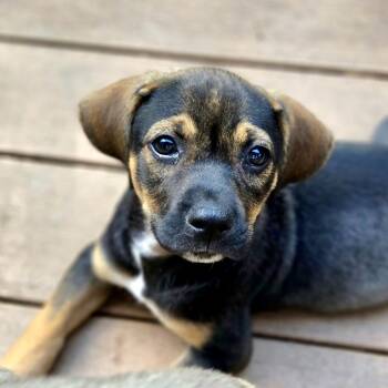 June Bug -  Mixed Breed and Beagle Dog for Adoption in Shakopee, Minnesota - June Bug | PetCurious