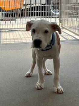 ROY -  American Bulldog and Mixed Breed Dog for Adoption in Brewster, Massachusetts - ROY | PetCurious