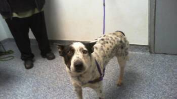 Australian Cattle Dog Blue Heeler and Mixed Breed Dogs Available for Adoption - A1260994 | PetCurious