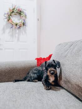 Otto -  Terrier Dog for Adoption in Goodyear, Arizona - Otto | PetCurious
