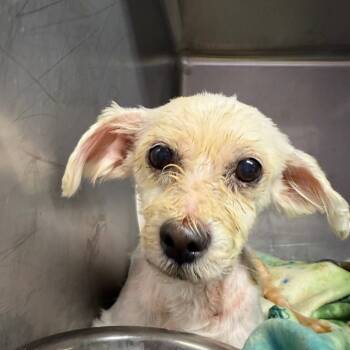 Rescue Mixed Breed Dogs for Adoption in Northbrook, Illinois - Marcia Beth | PetCurious