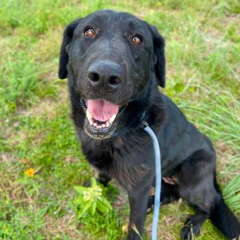 Kiki -  Labrador Retriever Dog for Adoption in Center Point, Texas - Kiki | PetCurious