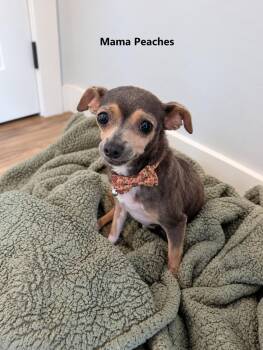 Peaches -  Chihuahua and Miniature Pinscher Dog for Adoption in Poway, California - Peaches | PetCurious