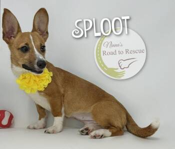Sploot -  Corgi Dog for Adoption in Benton, Louisiana - Sploot | PetCurious