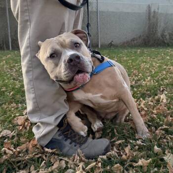 Kala -  Staffordshire Bull Terrier and Cane Corso Dog for Adoption in Murray, Utah - Kala | PetCurious