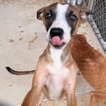 Lilo -  Terrier Dog for Adoption in Birmingham, Alabama - Lilo | PetCurious