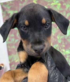 Rottweiler and Mixed Breed Dogs Available for Adoption - Samuel | PetCurious