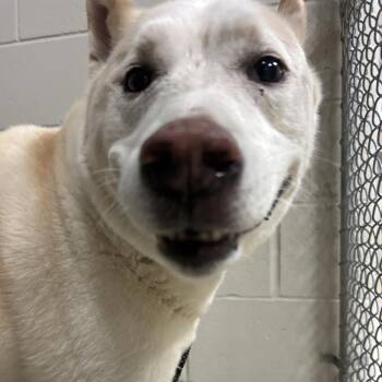 Husky Dogs Available for Adoption in Bristol, Indiana - Koby- Regal Resident, Adoption Fees Waived! | PetCurious