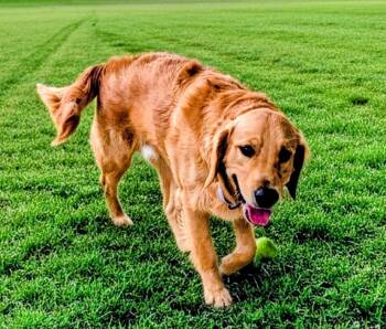 Golden Retriever Dogs Available for Adoption in Fort Myers, Florida - Barkley-Stunning Boy! | PetCurious